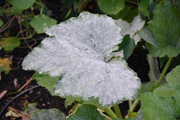 how-to-treat-powdery-mildew-on-vegetables-and-flowers